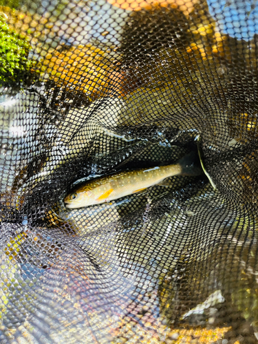 イワナの釣果