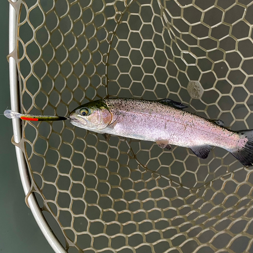 ニジマスの釣果