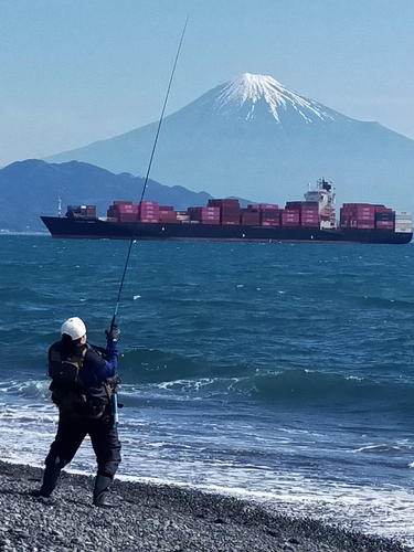 クサフグの釣果