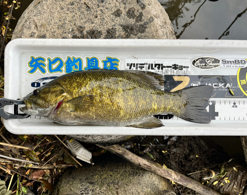 スモールマウスバスの釣果