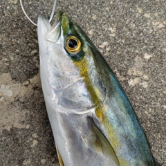 ツバイソの釣果