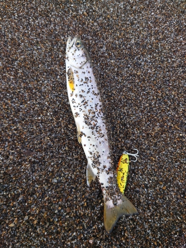 アメマスの釣果