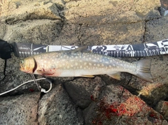 アメマスの釣果