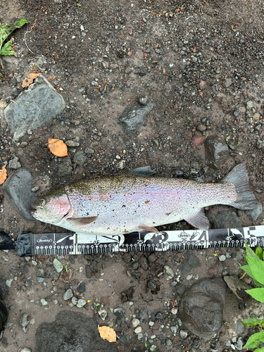 ニジマスの釣果