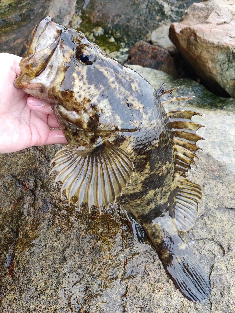 タケノコメバル