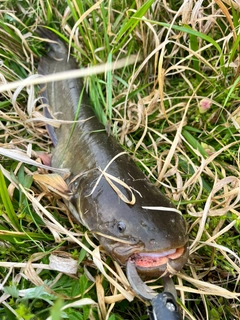 ナマズの釣果