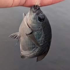 メジナの釣果