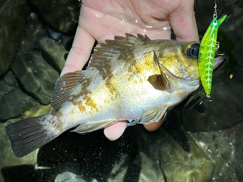 シロメバルの釣果