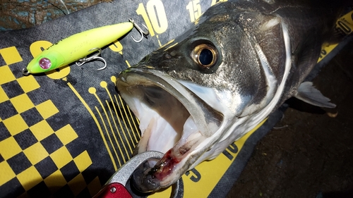 シーバスの釣果