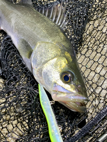 フッコ（マルスズキ）の釣果