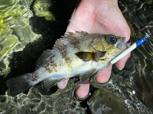 シロメバルの釣果