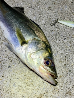 セイゴ（マルスズキ）の釣果