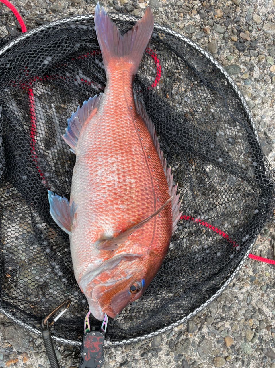 よしよし0929さんの釣果 2枚目の画像