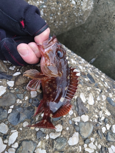 カサゴの釣果