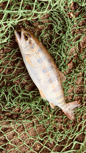 アマゴの釣果