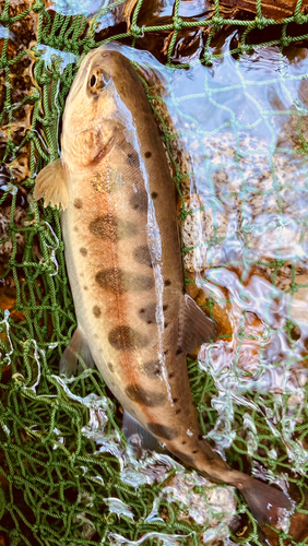 ヤマメの釣果