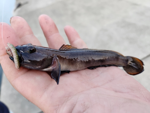 リュウグウハゼの釣果