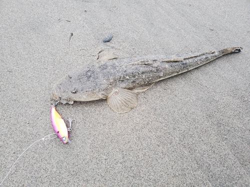 マゴチの釣果