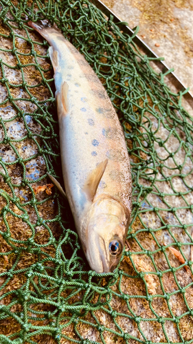 ヤマメの釣果