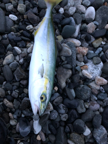 ワカシの釣果