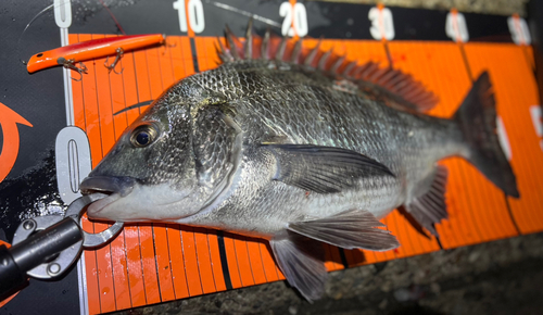 クロダイの釣果