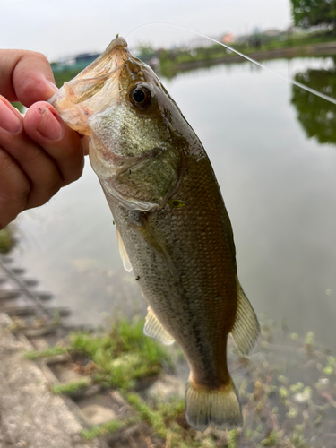 ラージマウスバスの釣果