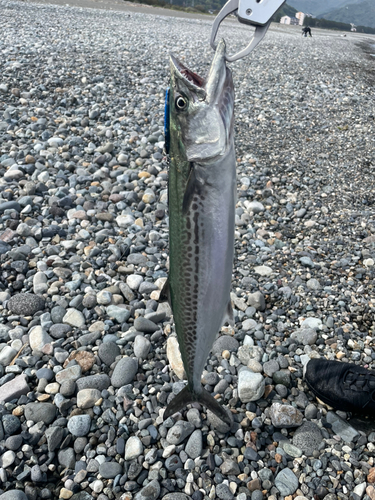 サゴシの釣果