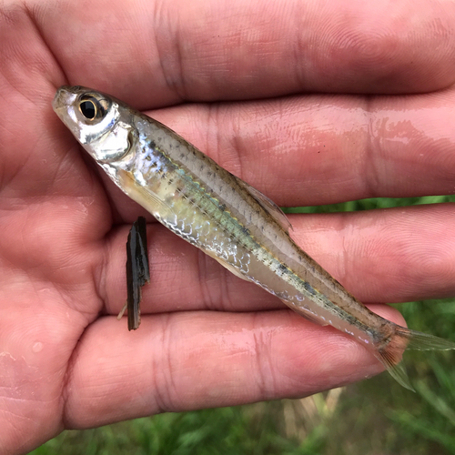 モロコの釣果