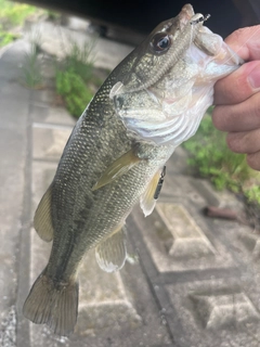 ラージマウスバスの釣果