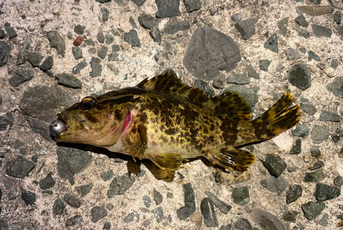 タケノコメバルの釣果