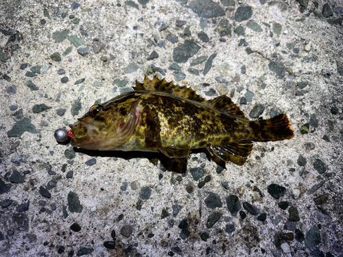 タケノコメバルの釣果