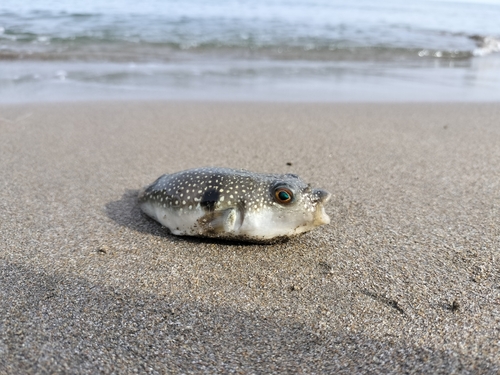 クサフグの釣果