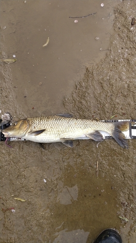 ニゴイの釣果