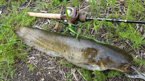 ナマズの釣果