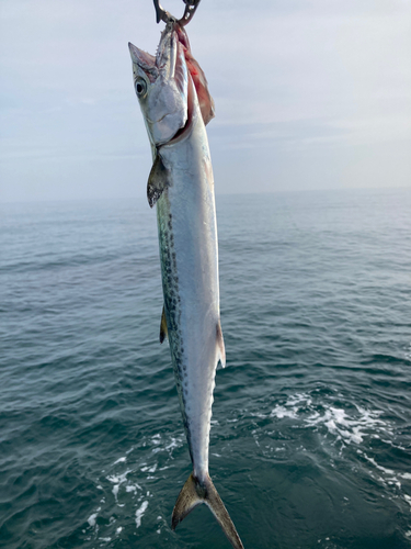 サゴシの釣果