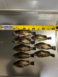 メバルの釣果