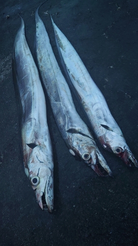 タチウオの釣果