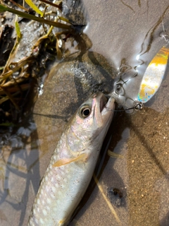 アメマスの釣果