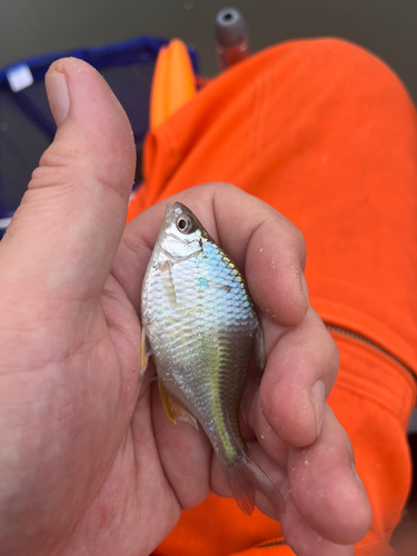 タナゴの釣果