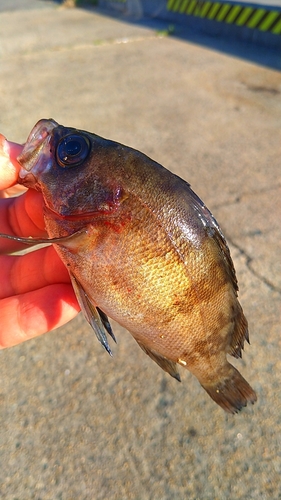 メバルの釣果