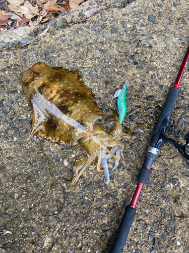 アオリイカの釣果