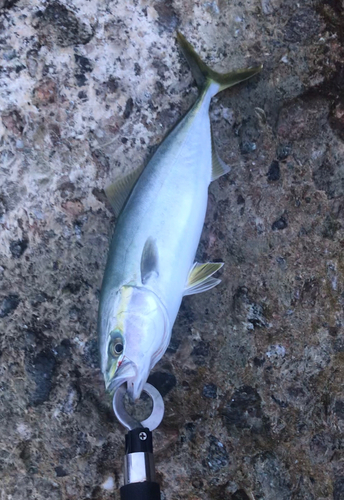 イナダの釣果