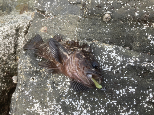 オウゴンムラソイの釣果