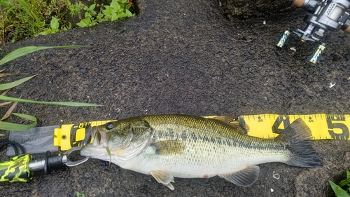 ブラックバスの釣果