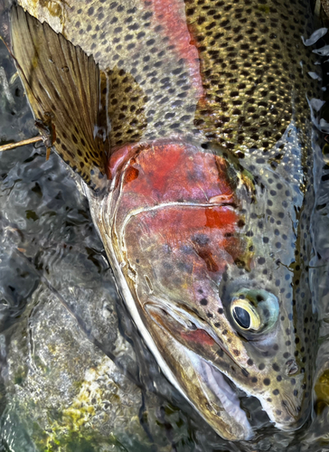 ニジマスの釣果