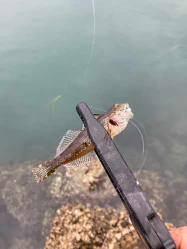 ハゼの釣果