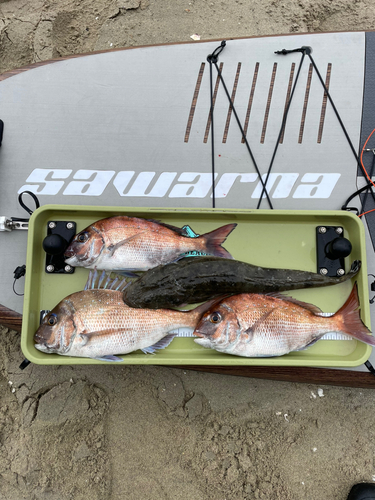 マダイの釣果