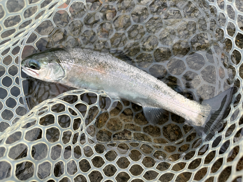 ニジマスの釣果