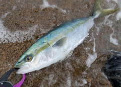 ツバスの釣果