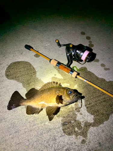 シロメバルの釣果